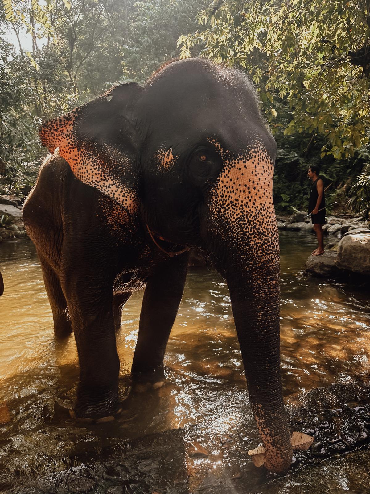 Thailand, Elefanten & ein bisschen Gutgläubigkeit – unser erster Asienurlaub 🫶 elefant