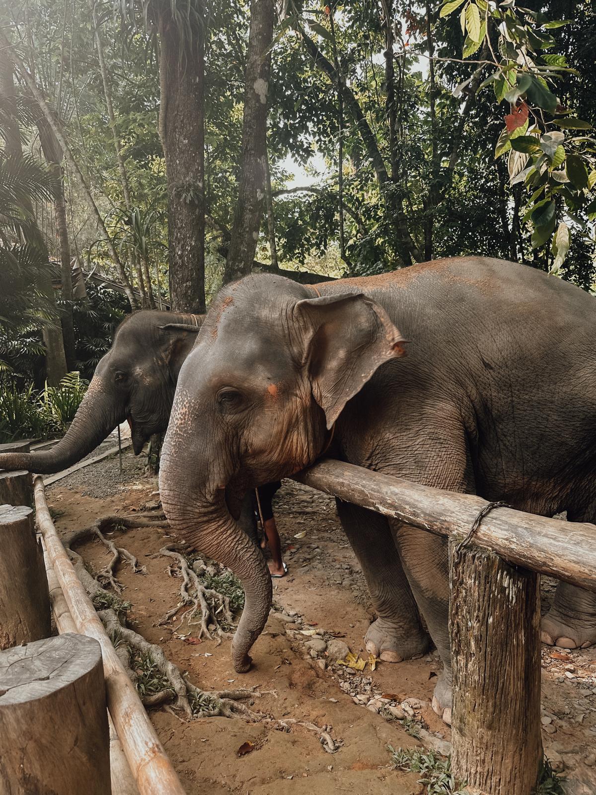Thailand, Elefanten & ein bisschen Gutgläubigkeit – unser erster Asienurlaub 🫶 elefanten