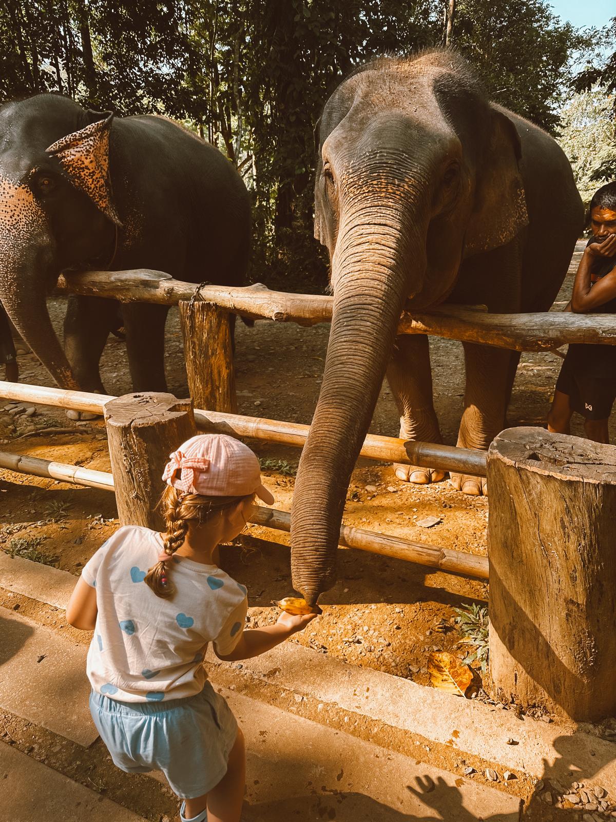 Thailand, Elefanten & ein bisschen Gutgläubigkeit – unser erster Asienurlaub 🫶 elefantenfuetterung