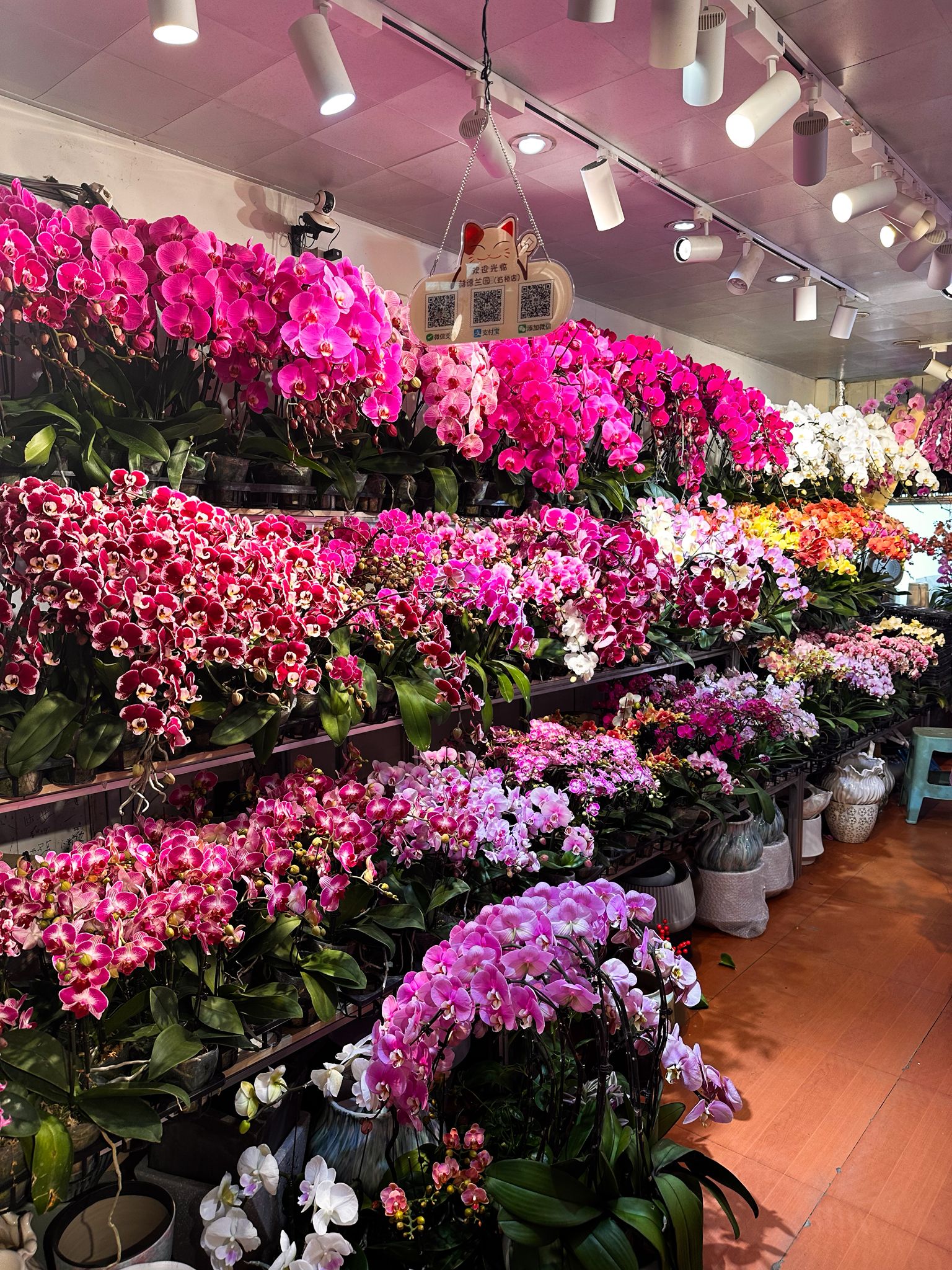 orchideen