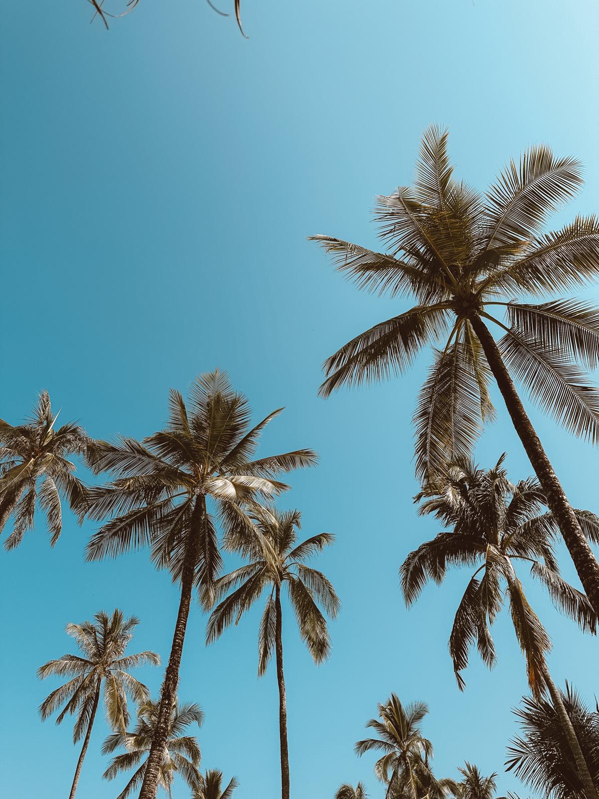 Thailand, Elefanten & ein bisschen Gutgläubigkeit – unser erster Asienurlaub 🫶 palmen