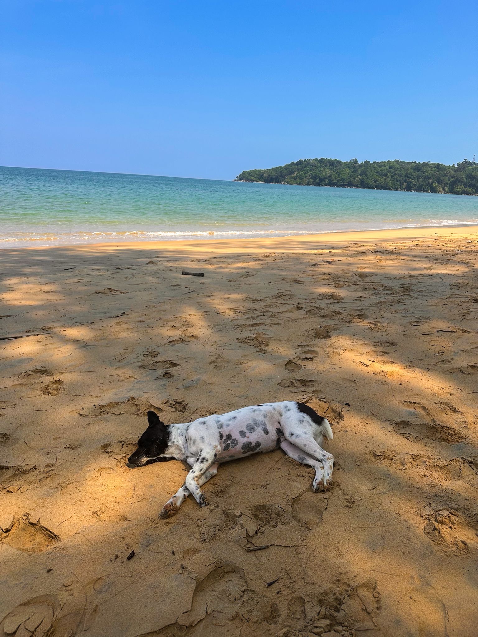 Thailand, Elefanten & ein bisschen Gutgläubigkeit – unser erster Asienurlaub 🫶 strand hund