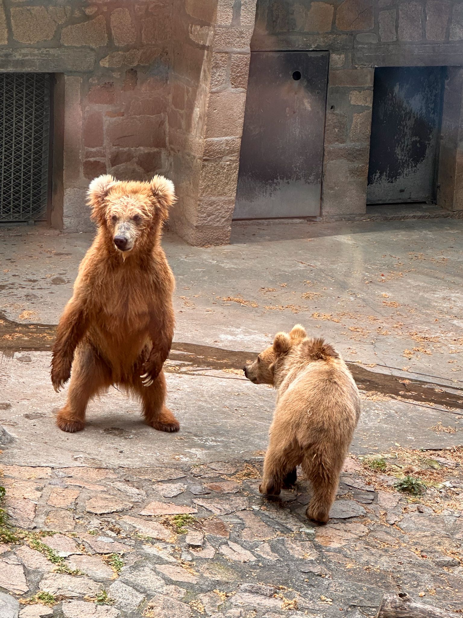 zoo baeren