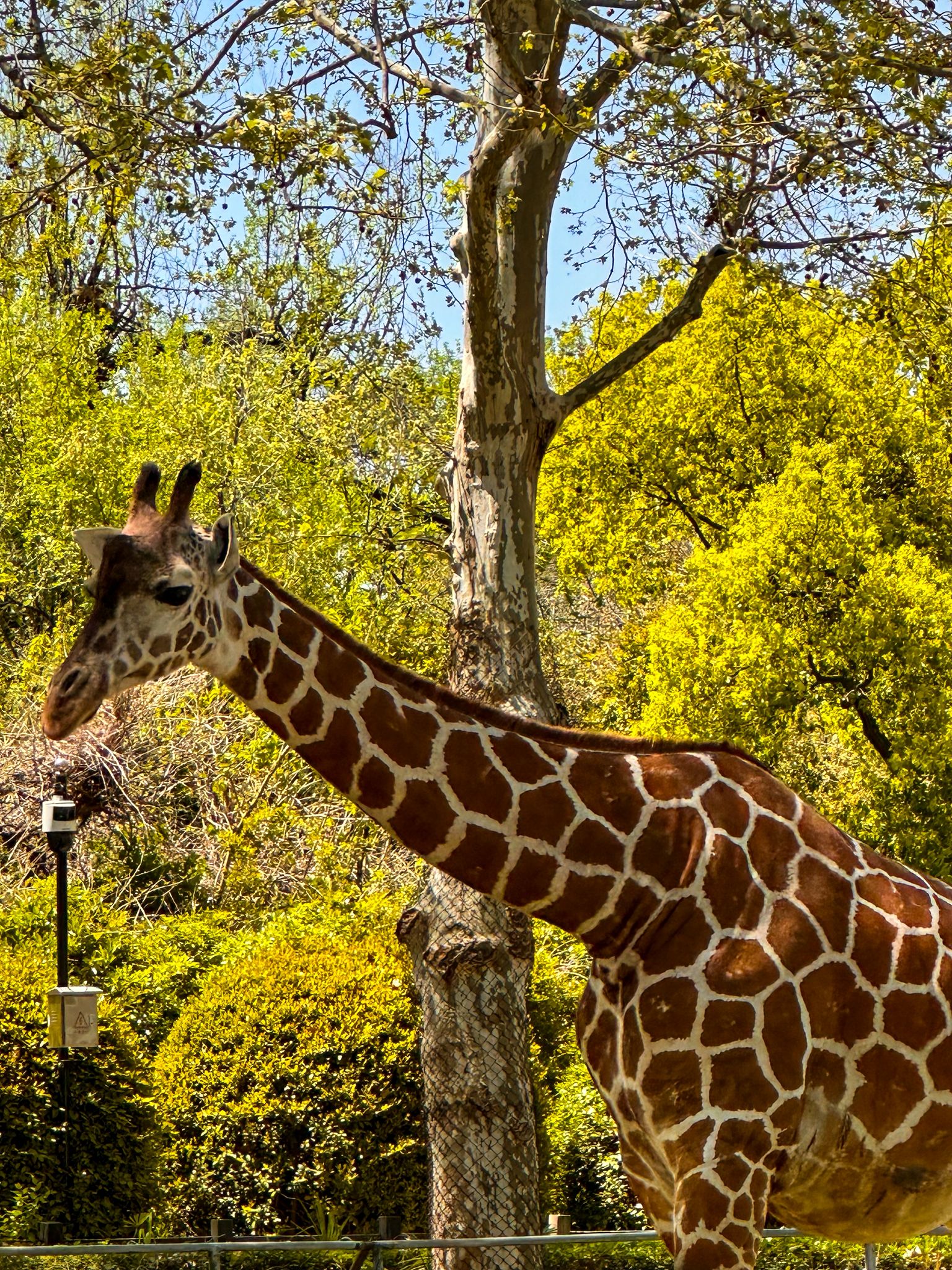 zoo giraffe