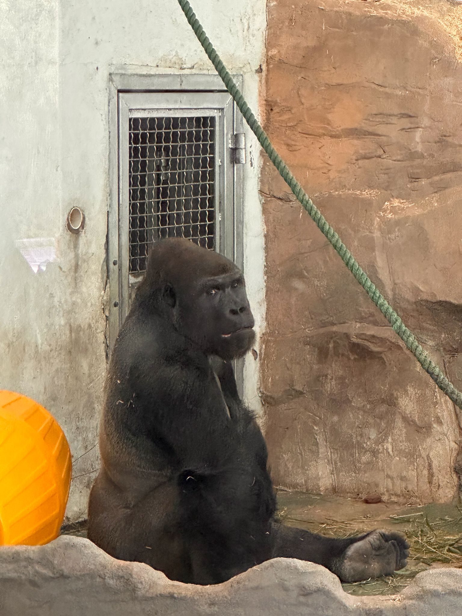 zoo gorilla