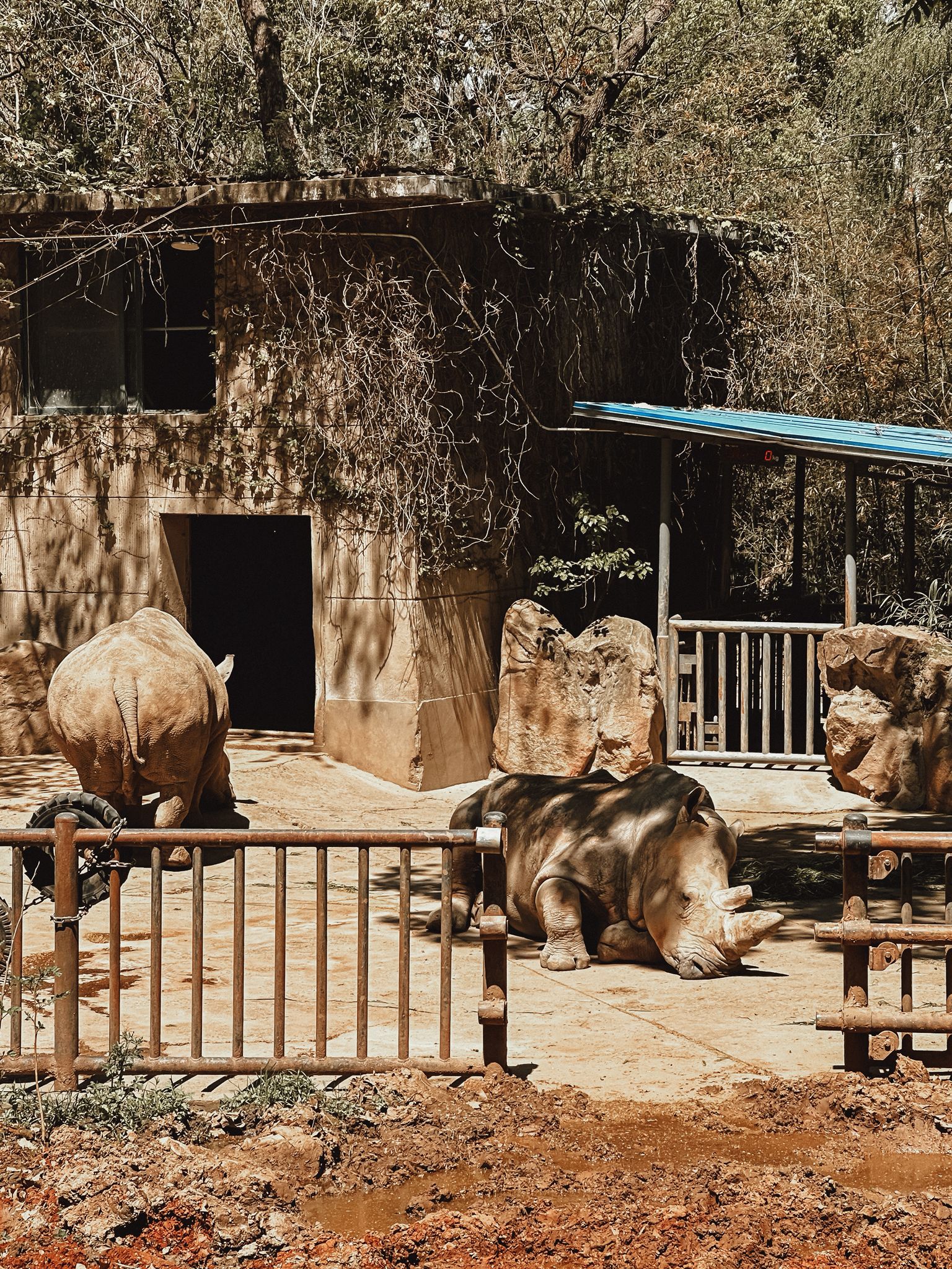 zoo nashoerner