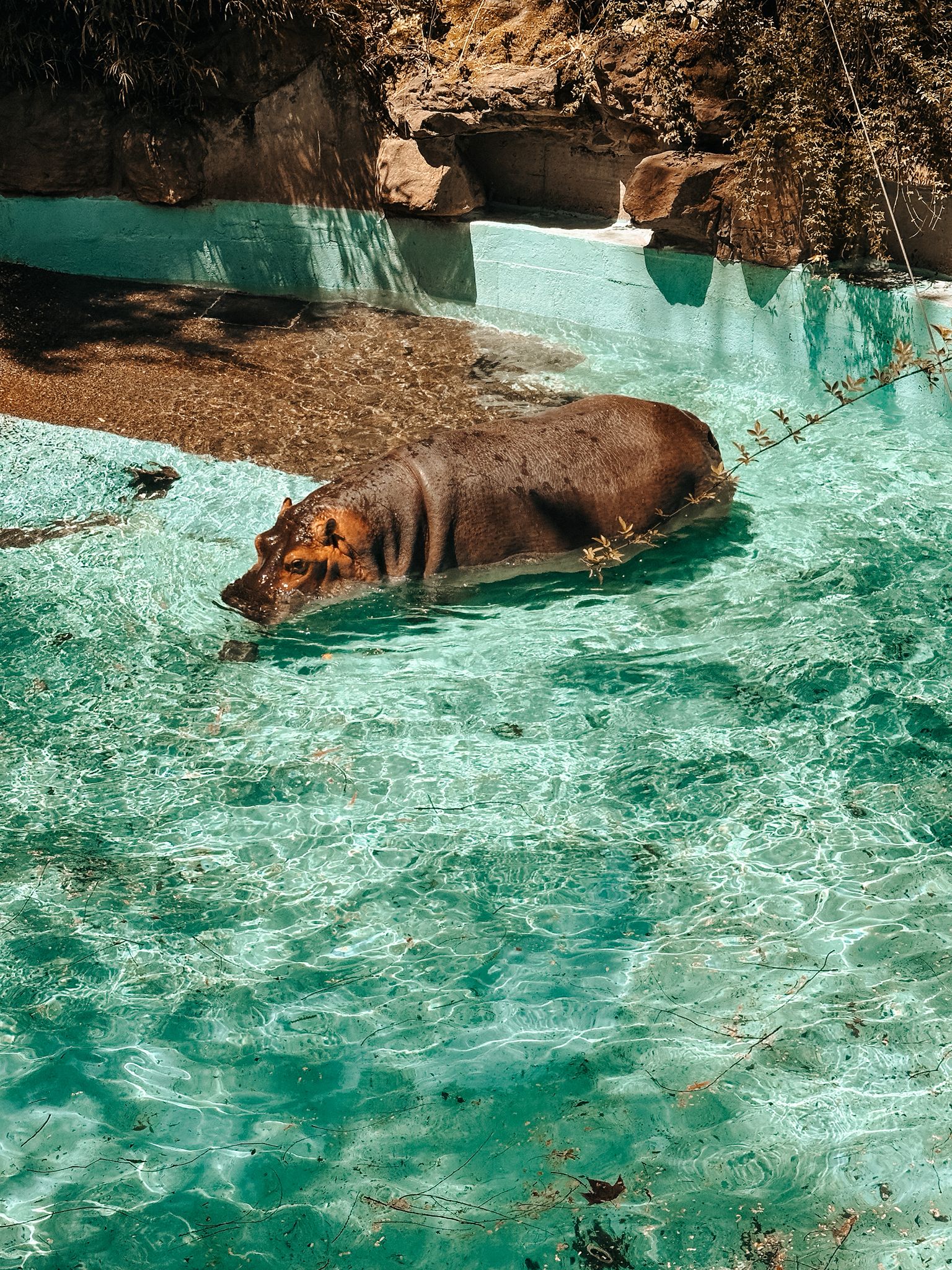 zoo nilpferd