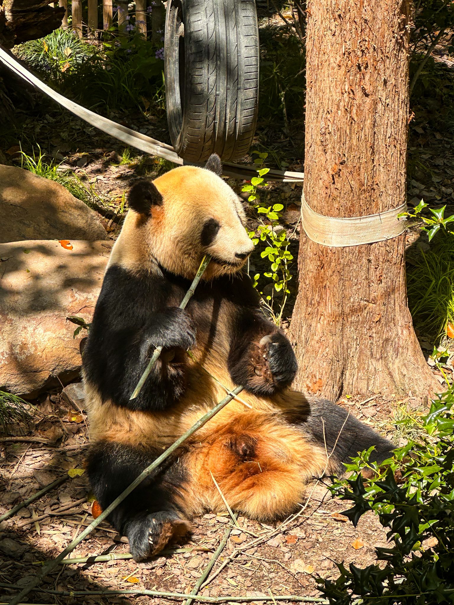 Home zoo panda
