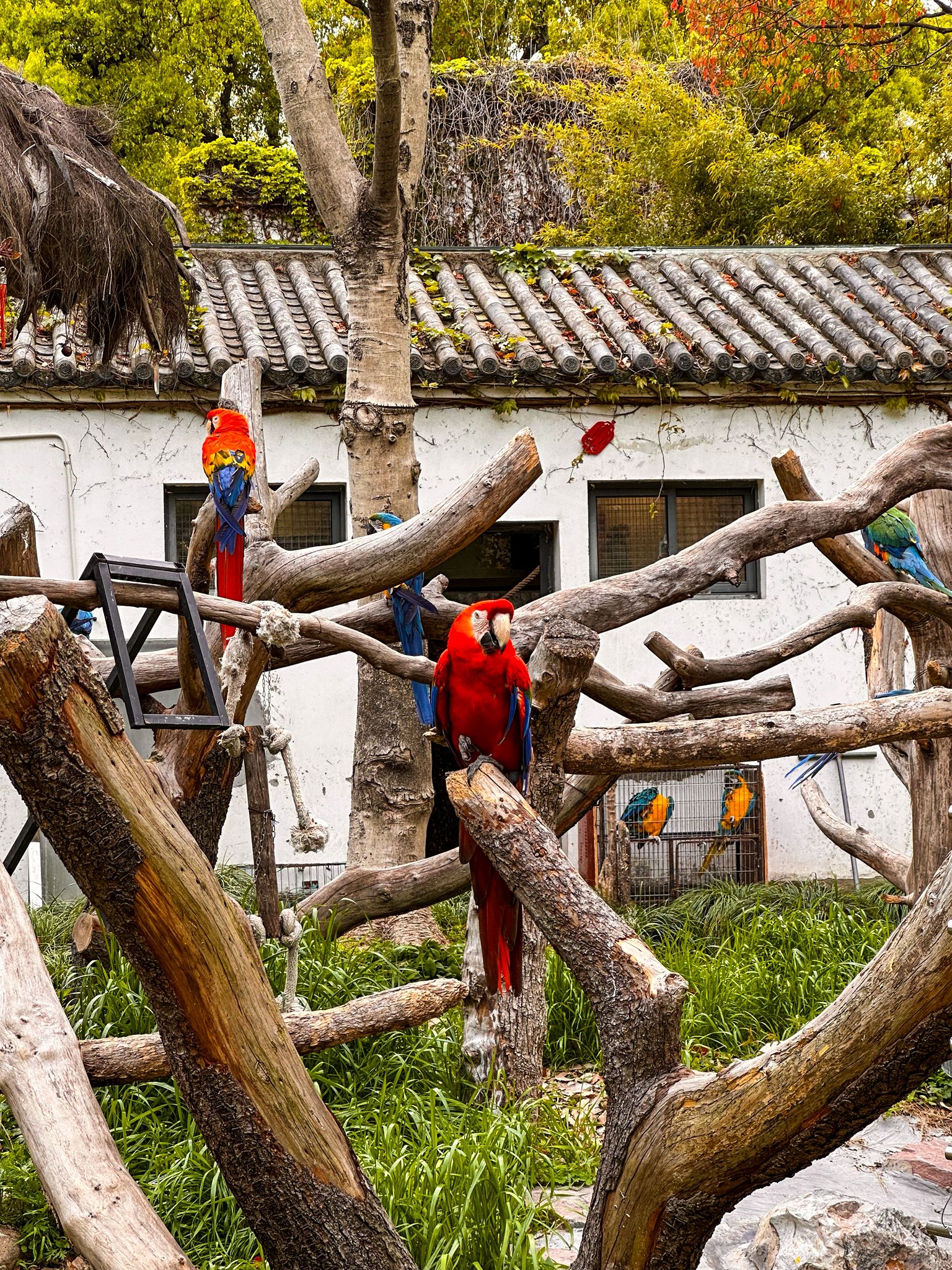 zoo papageien
