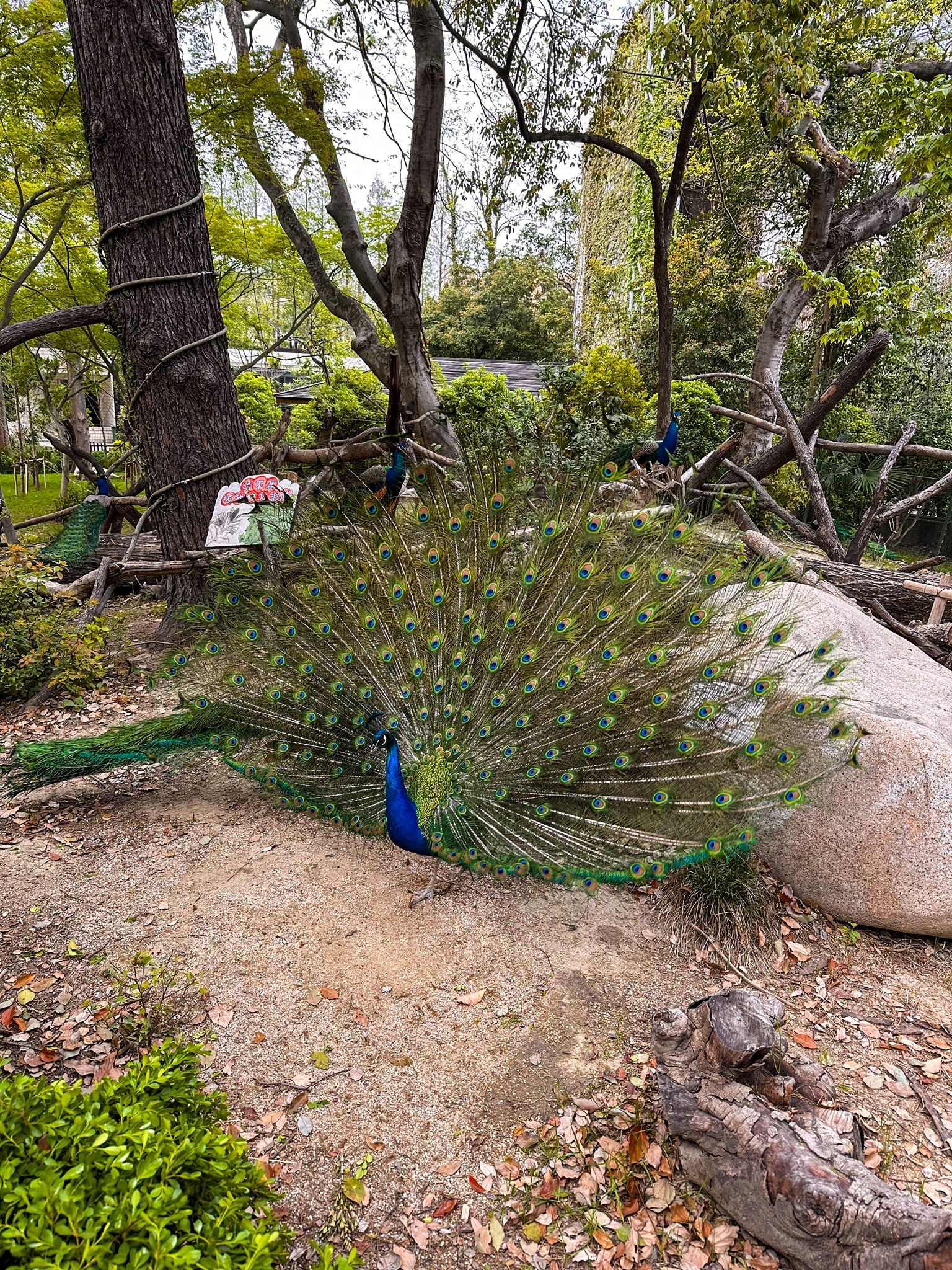 zoo pfau