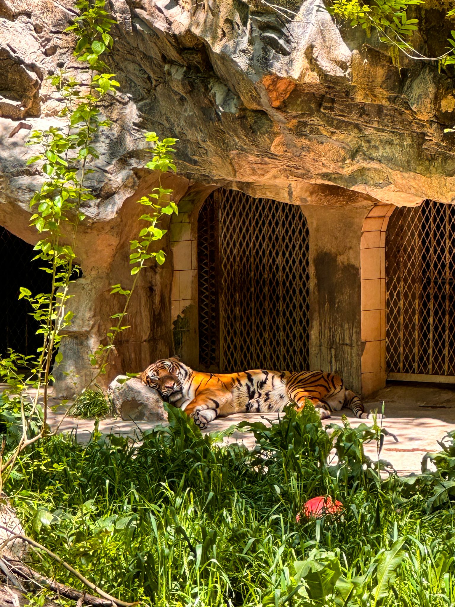zoo tiger