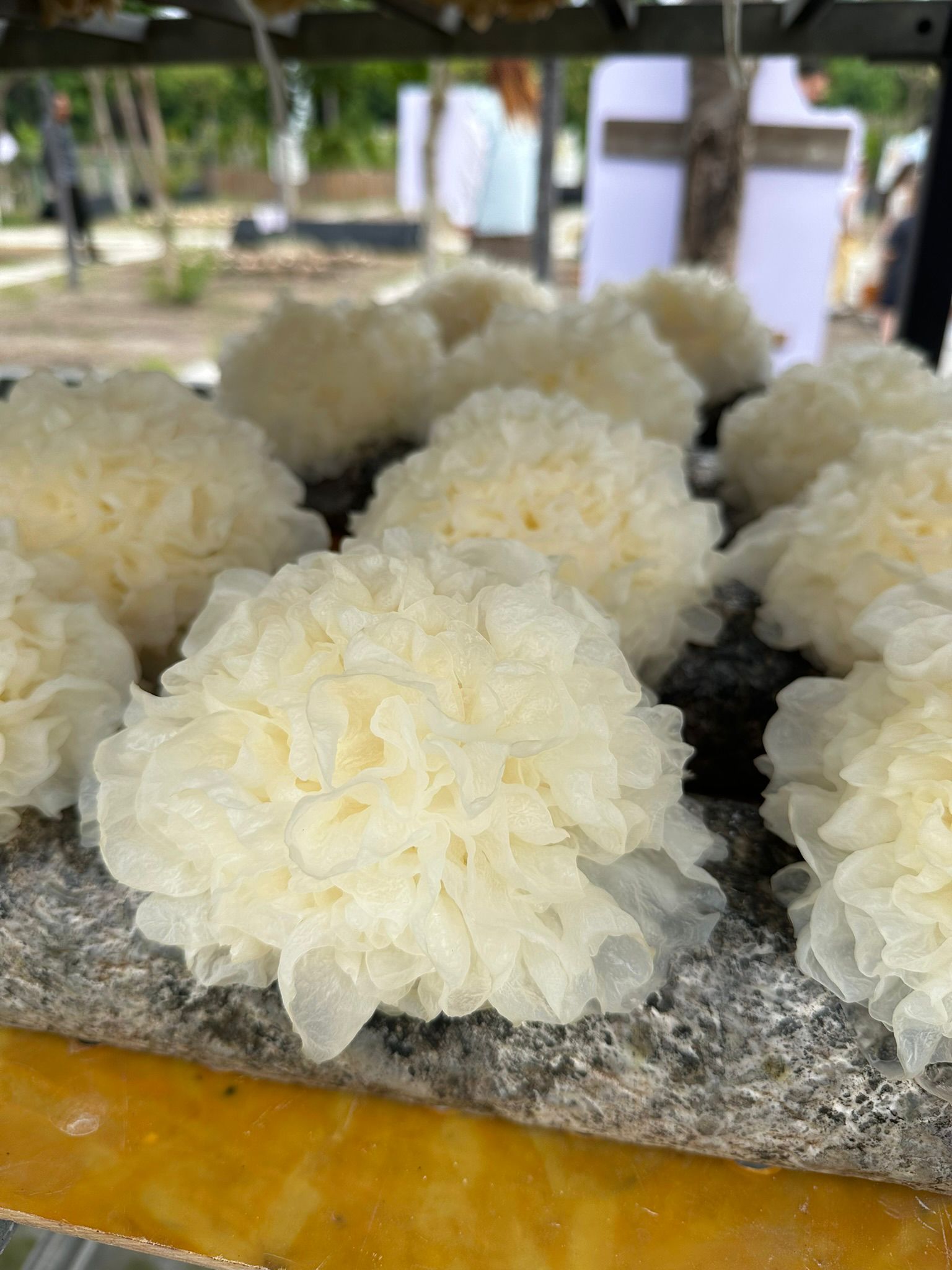Stoffmarkt statt Fussl, Schwammerl statt Pilze und Dumplings mit Prosecco mushroom park10