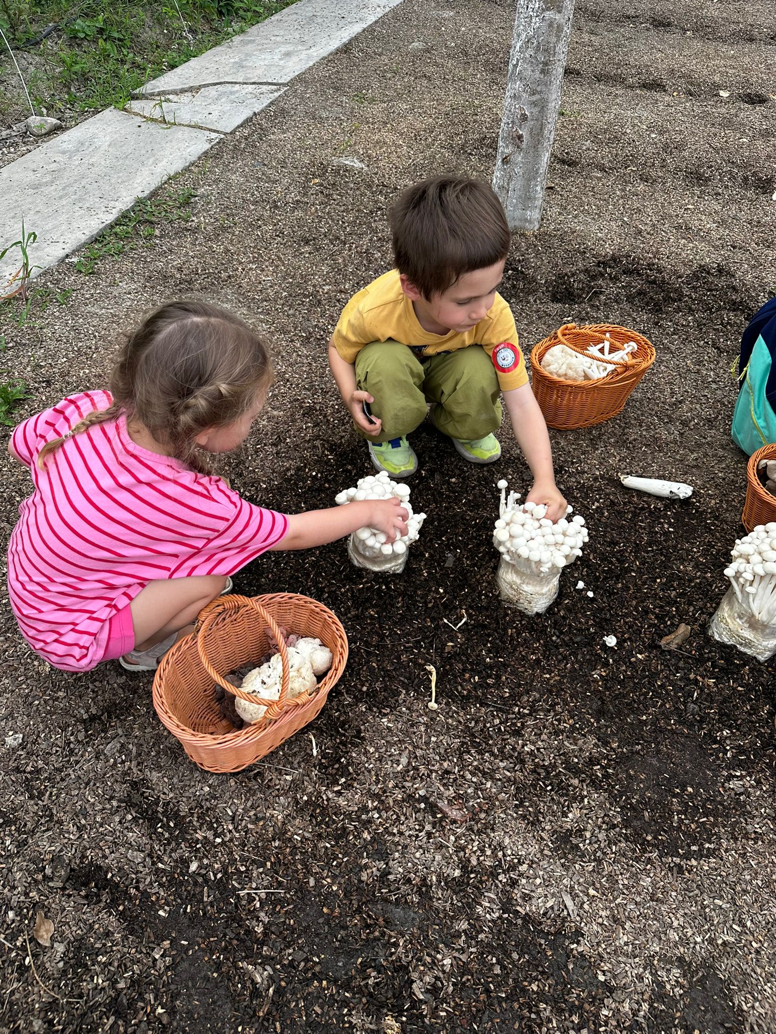 Stoffmarkt statt Fussl, Schwammerl statt Pilze und Dumplings mit Prosecco mushroom park13