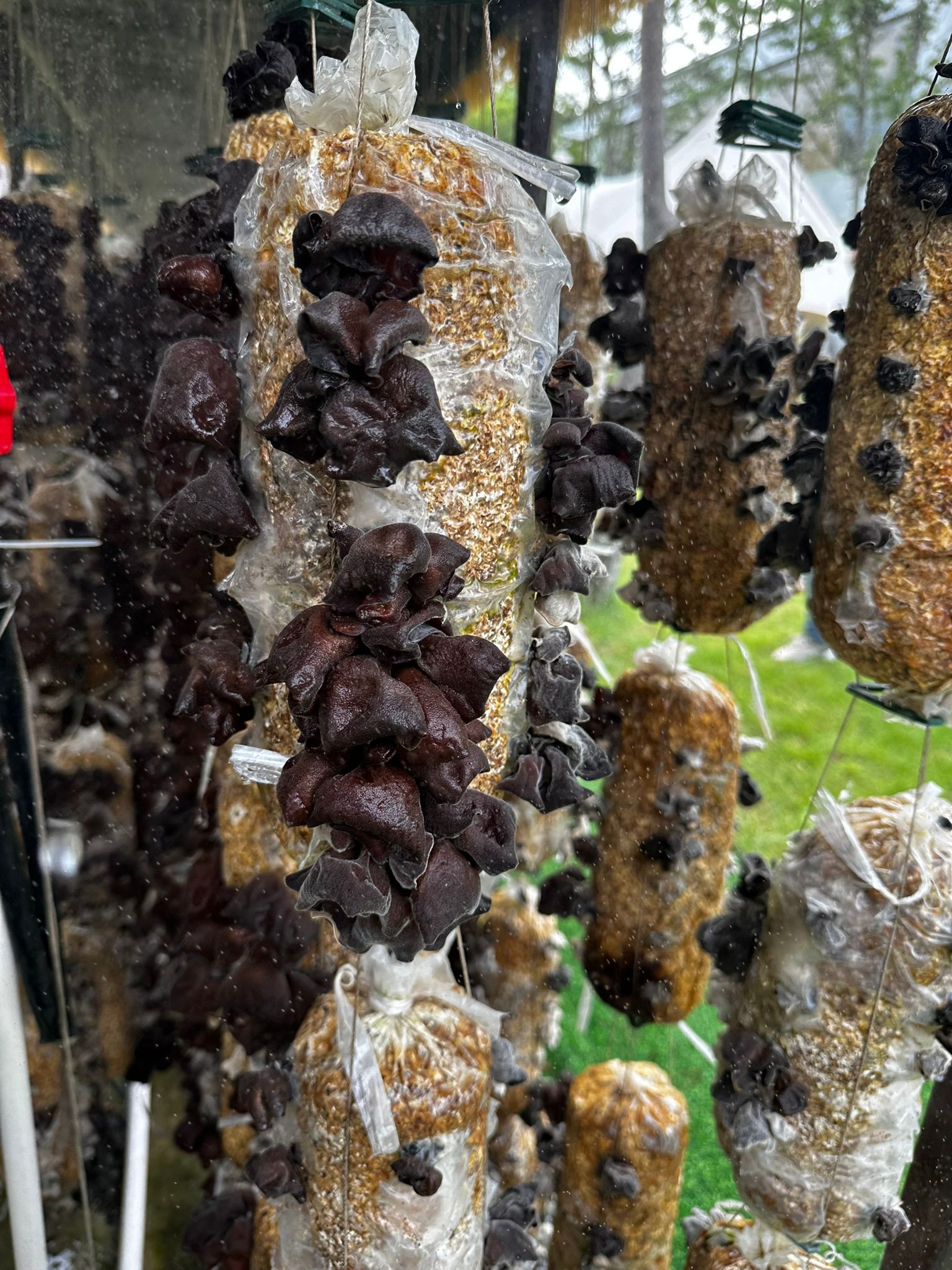Stoffmarkt statt Fussl, Schwammerl statt Pilze und Dumplings mit Prosecco mushroom park3