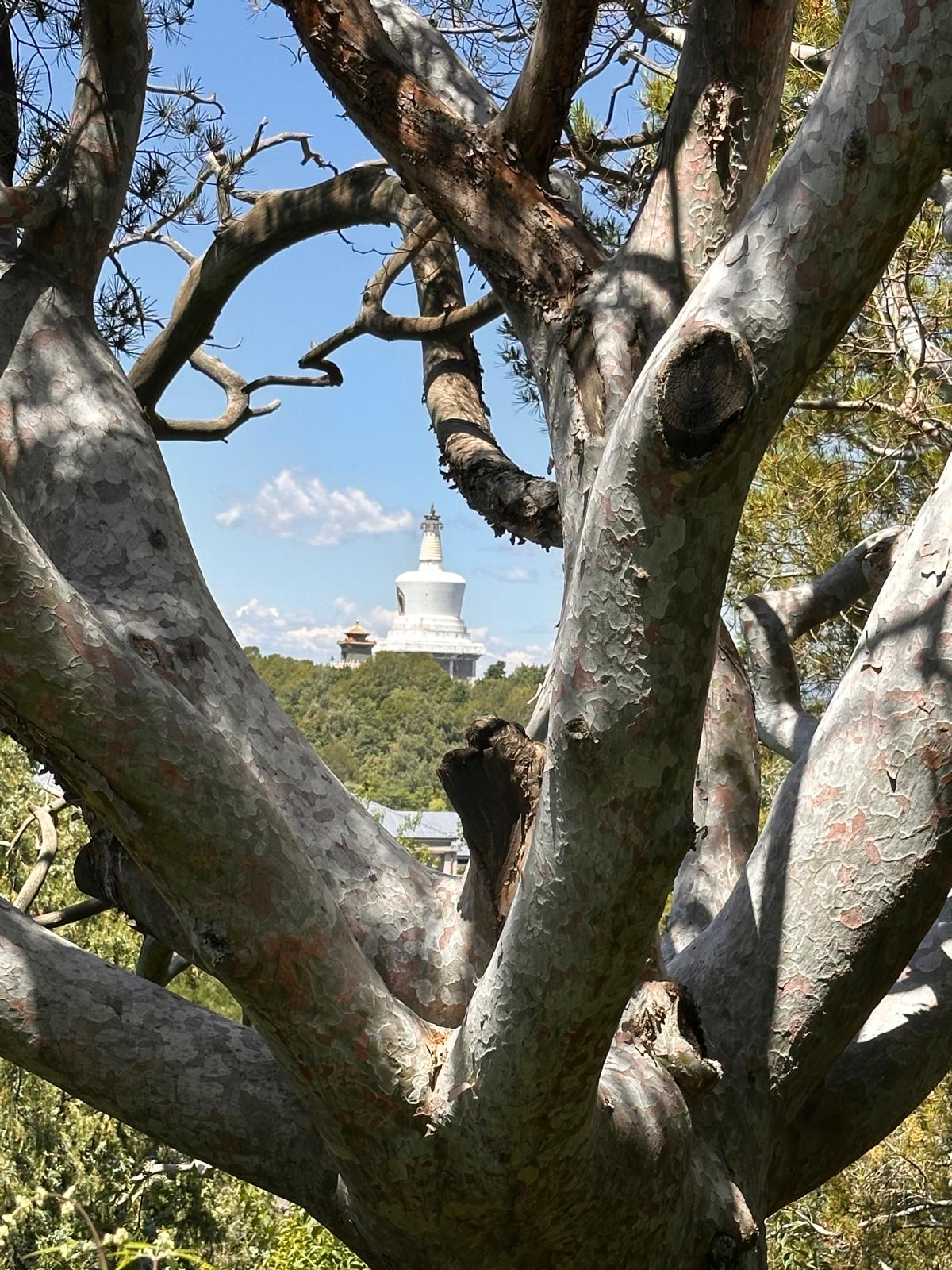 Peking – zwischen Verbotener Stadt, Great Wall und akutem Aperol-Notstand 😂 tith jingshan park7