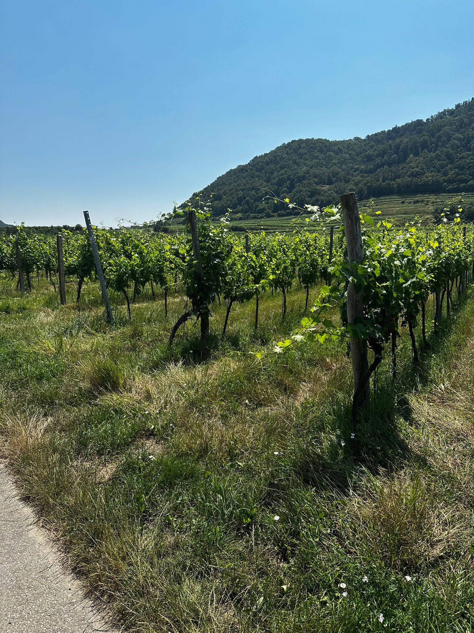 Einmal Heimat und zurück - Sommer in Österreich ☀️🇦🇹 ausflug wachau2