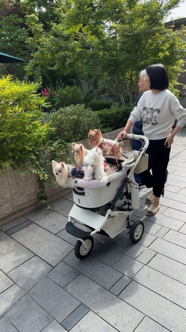 dogwalking3