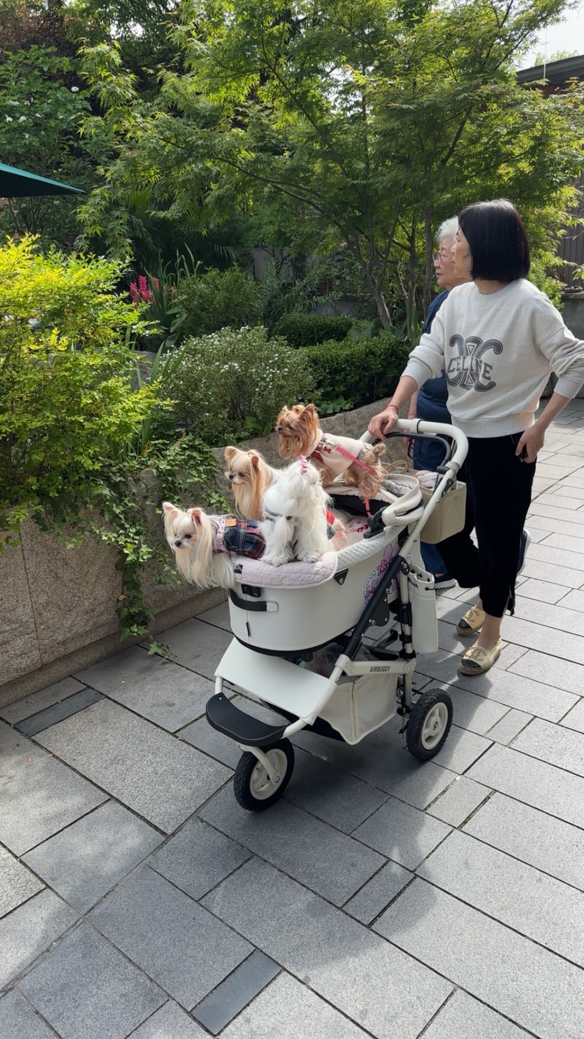 dogwalking3